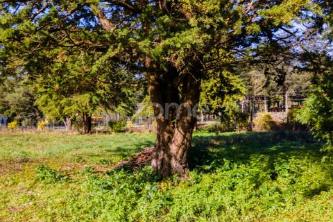 Helårsgrund i Esposende, Braga, Esposende - € 1.080.000 | Ref: ZMPT554509 - foto 18