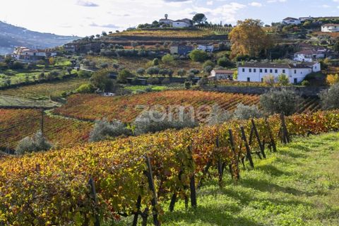 Farm i Fontelas, Vila Real, Fontelas - € 810.000 | Ref: ZMPT589278 - foto 17