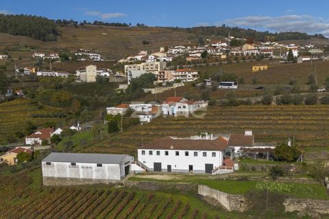 Farm i Fontelas, Vila Real, Fontelas - € 810.000 | Ref: ZMPT589278 - foto 3