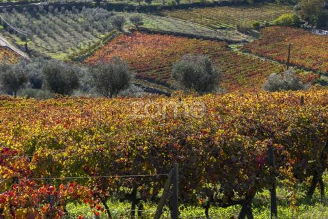 Farm i Fontelas, Vila Real, Fontelas - € 810.000 | Ref: ZMPT589278 - foto 19
