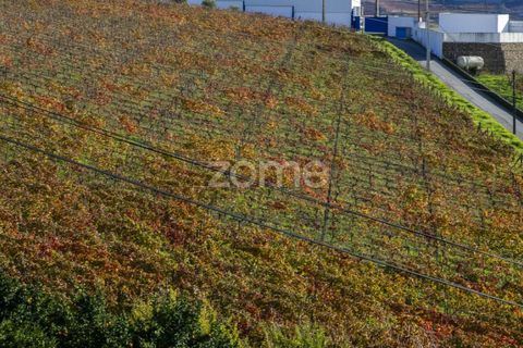 Farm i Fontelas, Vila Real, Fontelas - € 810.000 | Ref: ZMPT589278 - foto 21