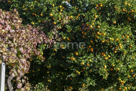 Farm i Fontelas, Vila Real, Fontelas - € 810.000 | Ref: ZMPT589278 - foto 26