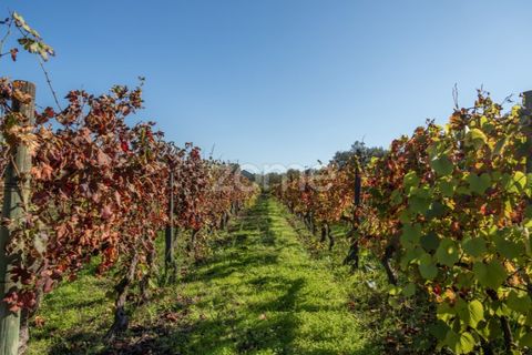 Farm i Viseu, Viseu, Viseu - € 430.000 | Ref: ZMPT564851 - foto 50