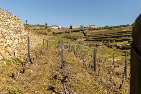 Helårsgrund i Fontelas, Vila Real, Fontelas - € 140.000 | Ref: ZMPT583593 - foto 19