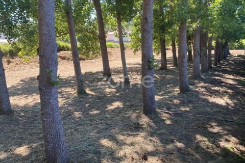 Helårsgrund i Esposende, Braga, Esposende - € 338.000 | Ref: ZMPT590232 - foto 8