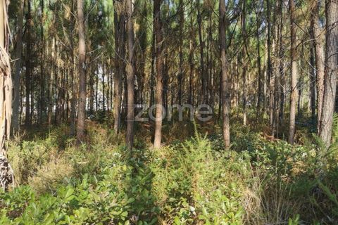 Helårsgrund i Agueda, Aveiro, Agueda - € 59.500 | Ref: ZMPT559456 - foto 3