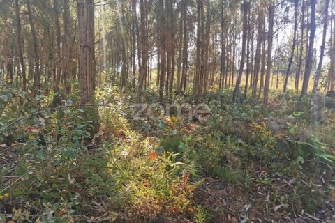 Helårsgrund i Agueda, Aveiro, Agueda - € 59.500 | Ref: ZMPT559456 - foto 4