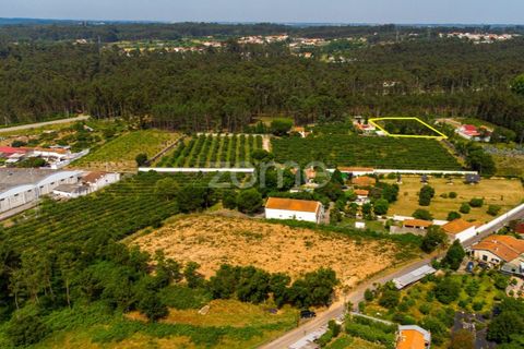 Helårsgrund i Agueda, Aveiro, Agueda - € 59.500 | Ref: ZMPT559456 - foto 12
