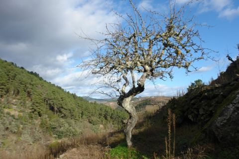 Granja a Sabrosa, Vila Real, Sabrosa - € 69.900 | Ref: ZMPT537847 - foto 10