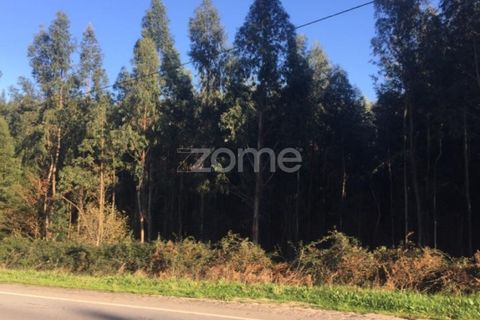 Helårsgrund i Aguiar de Sousa, Porto, Aguiar de Sousa - € 74.000 | Ref: ZMPT537973 - foto 4