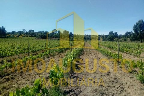 Farm i Celorico da Beira, Guarda, Celorico da Beira - € 280.000 | Ref: VIL_1789 - foto 4