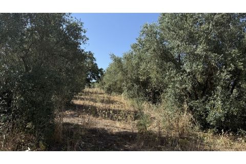 Helårsgrund i Quinta do Anjo, Setubal, Quinta do Anjo - € 320.000 | Ref: BA-0042 - foto 2