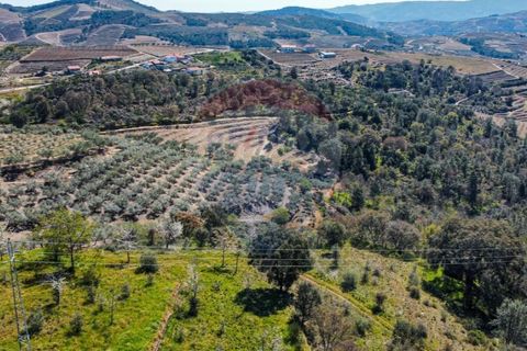 Farm i Noura e Palheiros, Vila Real, Noura e Palheiros - € 799.000 | Ref: 120781590-47 - foto 33