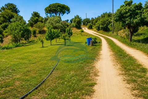 Farm i Azambuja, Lisbon, Azambuja - € 310.000 | Ref: MAS_21 - foto 3