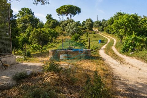 Farm i Azambuja, Lisbon, Azambuja - € 310.000 | Ref: MAS_21 - foto 5