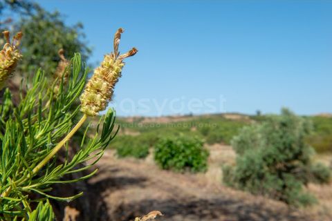 Helårsgrund i Castro Marim, Faro, Castro Marim - € 129.000 | Ref: AL97366VR - foto 38