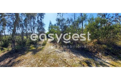 Helårsgrund i Cantanhede, Coimbra, Cantanhede - € 50.000 | Ref: RR93259 - foto 8