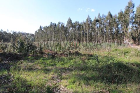 Helårsgrund i Aguada de Cima, Aveiro, Aguada de Cima - € 70.000 | Ref: IMO_118 - foto 1
