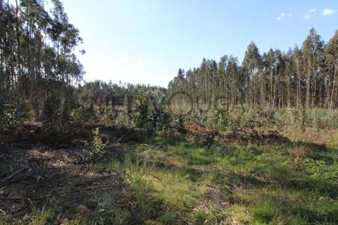 Helårsgrund i Aguada de Cima, Aveiro, Aguada de Cima - € 70.000 | Ref: IMO_118 - foto 2