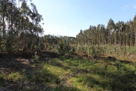 Helårsgrund i Aguada de Cima, Aveiro, Aguada de Cima - € 70.000 | Ref: IMO_118 - foto 3