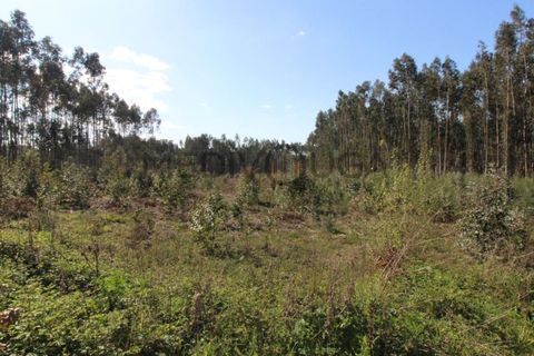 Helårsgrund i Aguada de Cima, Aveiro, Aguada de Cima - € 70.000 | Ref: IMO_118 - foto 4