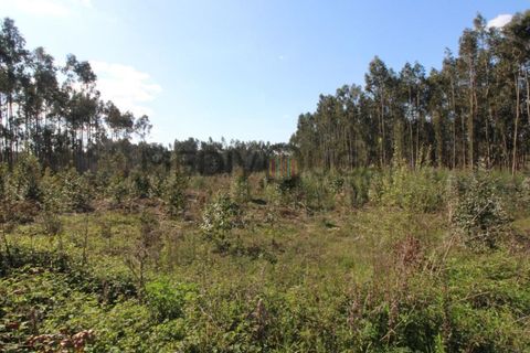 Helårsgrund i Aguada de Cima, Aveiro, Aguada de Cima - € 70.000 | Ref: IMO_118 - foto 5