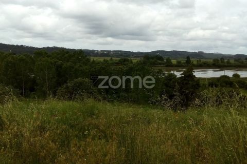Terra a Vila Nova de Ancos, Coimbra, Vila Nova de Ancos - € 50.000 | Ref: ZMPT540147 - foto 3
