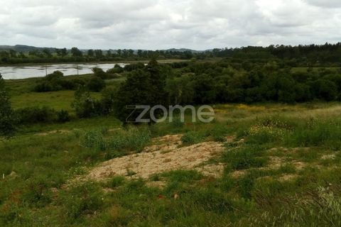 Terra a Vila Nova de Ancos, Coimbra, Vila Nova de Ancos - € 50.000 | Ref: ZMPT540147 - foto 4