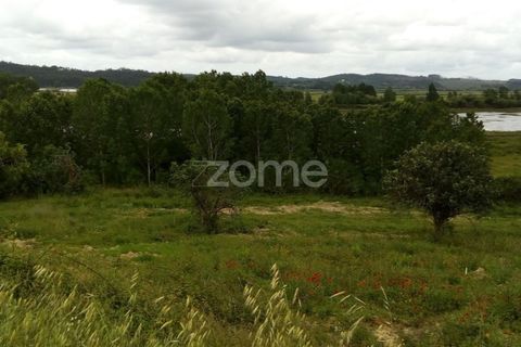 Terra a Vila Nova de Ancos, Coimbra, Vila Nova de Ancos - € 50.000 | Ref: ZMPT540147 - foto 5