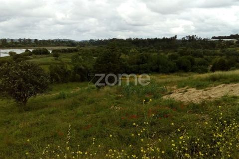 Terra a Vila Nova de Ancos, Coimbra, Vila Nova de Ancos - € 50.000 | Ref: ZMPT540147 - foto 6