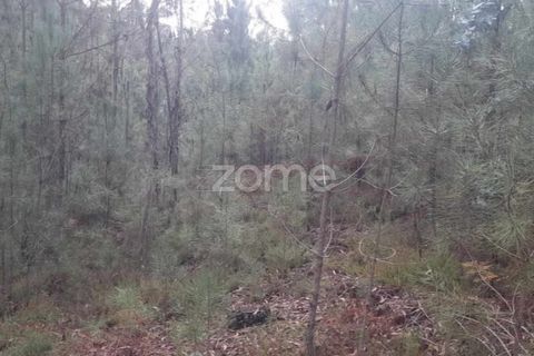 Helårsgrund i Pombal, Leiria, Pombal - € 32.500 | Ref: ZMPT570921 - foto 2