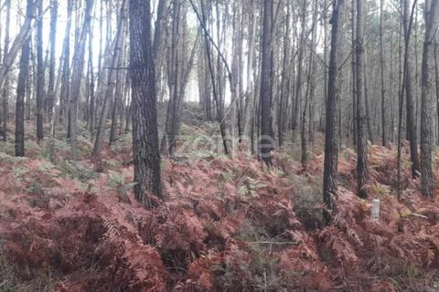 Helårsgrund i Pombal, Leiria, Pombal - € 32.500 | Ref: ZMPT570921 - foto 7