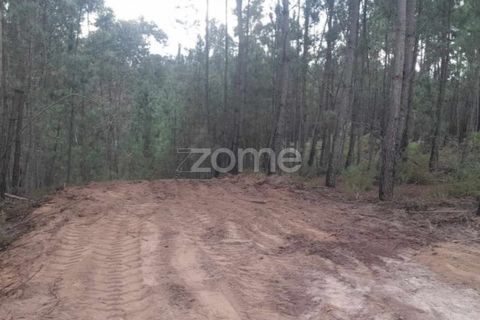 Helårsgrund i Pombal, Leiria, Pombal - € 32.500 | Ref: ZMPT570921 - foto 8