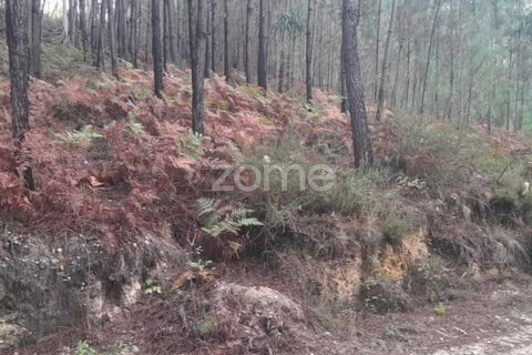 Helårsgrund i Pombal, Leiria, Pombal - € 32.500 | Ref: ZMPT570921 - foto 9