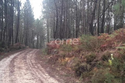 Helårsgrund i Pombal, Leiria, Pombal - € 32.500 | Ref: ZMPT570921 - foto 10