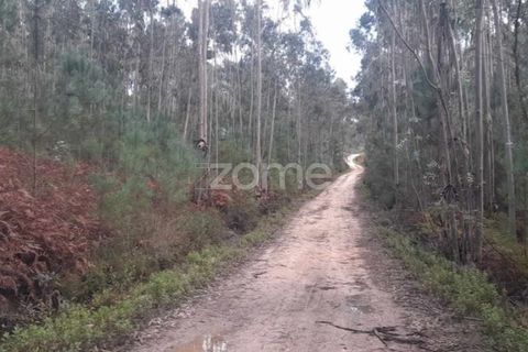Helårsgrund i Pombal, Leiria, Pombal - € 32.500 | Ref: ZMPT570921 - foto 15