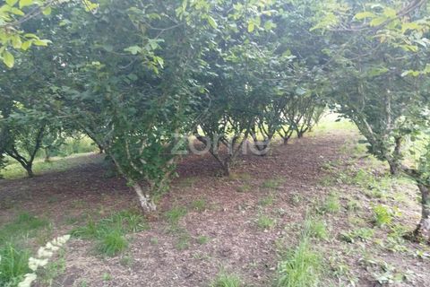 Helårsgrund i Ranhados, Viseu, Ranhados - € 40.000 | Ref: ZMPT578234 - foto 1