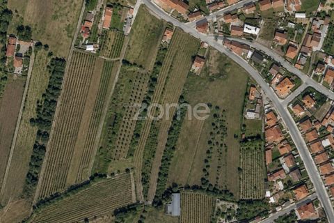 Terra a Mealhada, Aveiro, Mealhada - € 58.200 | Ref: ZMPT590064 - foto 15