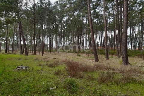 Helårsgrund i Pataias, Leiria, Pataias - € 19.920 | Ref: ZMPT548563 - foto 4