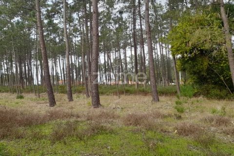 Helårsgrund i Pataias, Leiria, Pataias - € 19.920 | Ref: ZMPT548563 - foto 7