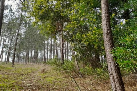 Helårsgrund i Pataias, Leiria, Pataias - € 19.920 | Ref: ZMPT548563 - foto 12