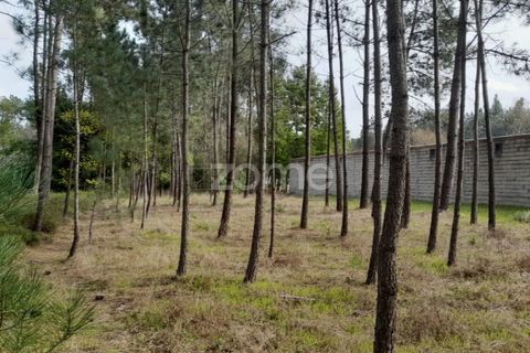 Helårsgrund i Pataias, Leiria, Pataias - € 19.920 | Ref: ZMPT548563 - foto 13