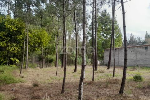 Helårsgrund i Pataias, Leiria, Pataias - € 19.920 | Ref: ZMPT548563 - foto 14
