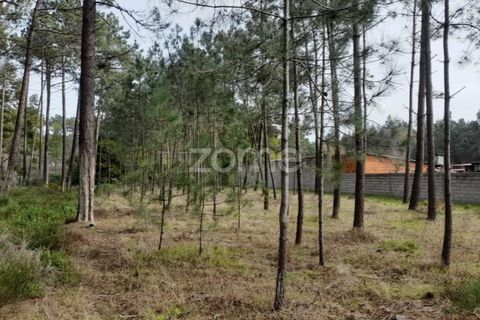 Helårsgrund i Pataias, Leiria, Pataias - € 19.920 | Ref: ZMPT548563 - foto 16