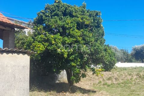 Helårsgrund i Pombal, Leiria, Pombal - € 40.000 | Ref: ZMPT568482 - foto 5