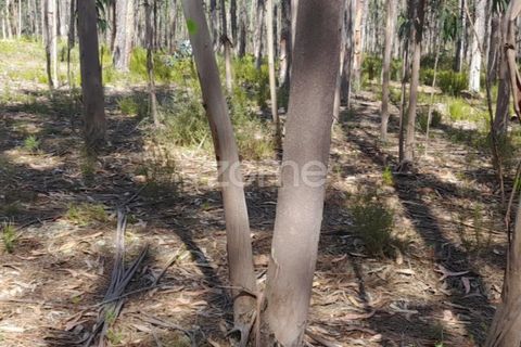 Terra em Maxial e Monte Redondo, Lisbon, Maxial e Monte Redondo - € 9.900 | Ref: ZMPT551124 - foto 2