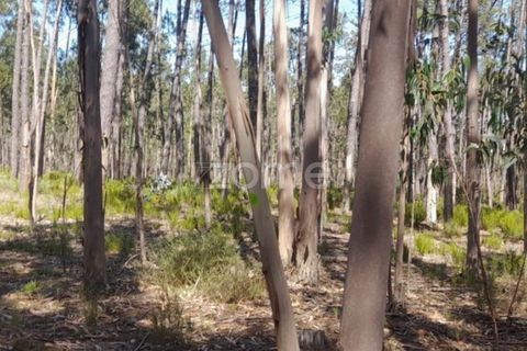 Terra em Maxial e Monte Redondo, Lisbon, Maxial e Monte Redondo - € 9.900 | Ref: ZMPT551124 - foto 3