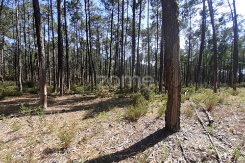 Terra em Maxial e Monte Redondo, Lisbon, Maxial e Monte Redondo - € 9.900 | Ref: ZMPT551124 - foto 10