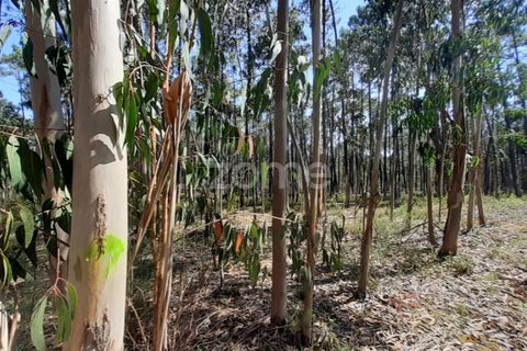 Terra em Maxial e Monte Redondo, Lisbon, Maxial e Monte Redondo - € 9.900 | Ref: ZMPT551124 - foto 11