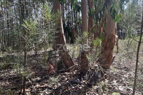 Terra em Maxial e Monte Redondo, Lisbon, Maxial e Monte Redondo - € 9.900 | Ref: ZMPT551124 - foto 13